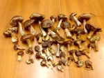 The mushroom kill
